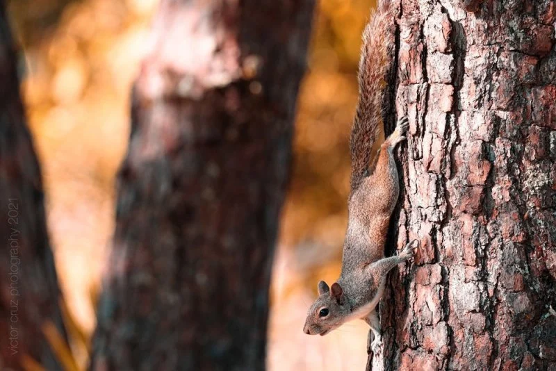 Squirrel-on-Triee
