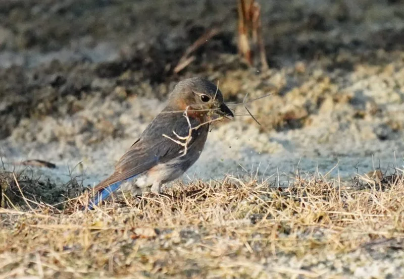 bird1jpg-scaled