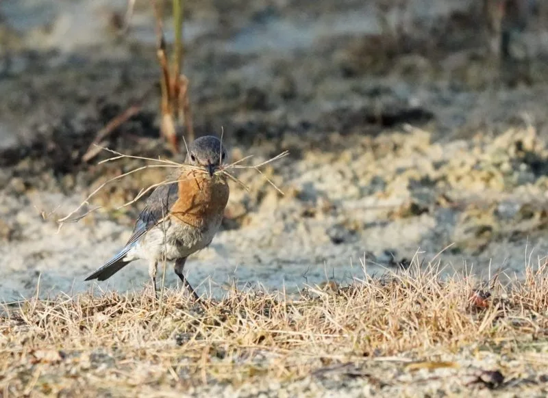 bird2jpg-scaled
