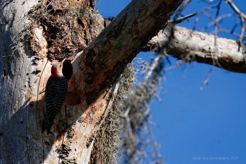 wood-pecker-home