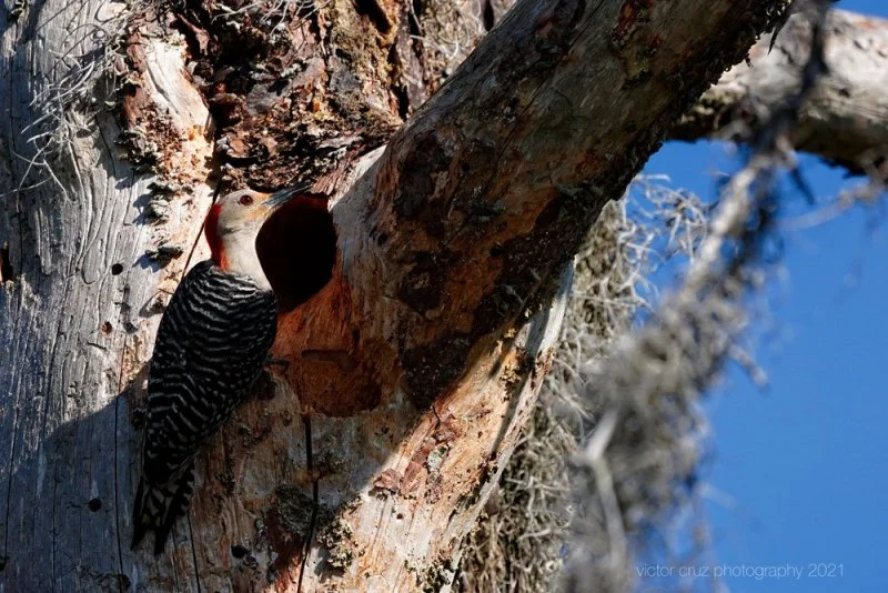 wood-pecker-home2