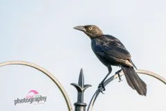 DSC02270-scaled