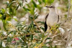Bird-May232021-scaled