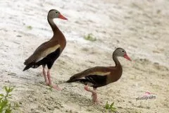 Black-bellied-Whistling-Duck-scaled