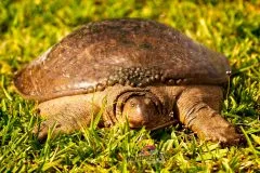 Turtle3-scaled