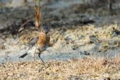 bird2jpg-scaled