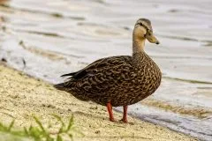 duck1a-scaled
