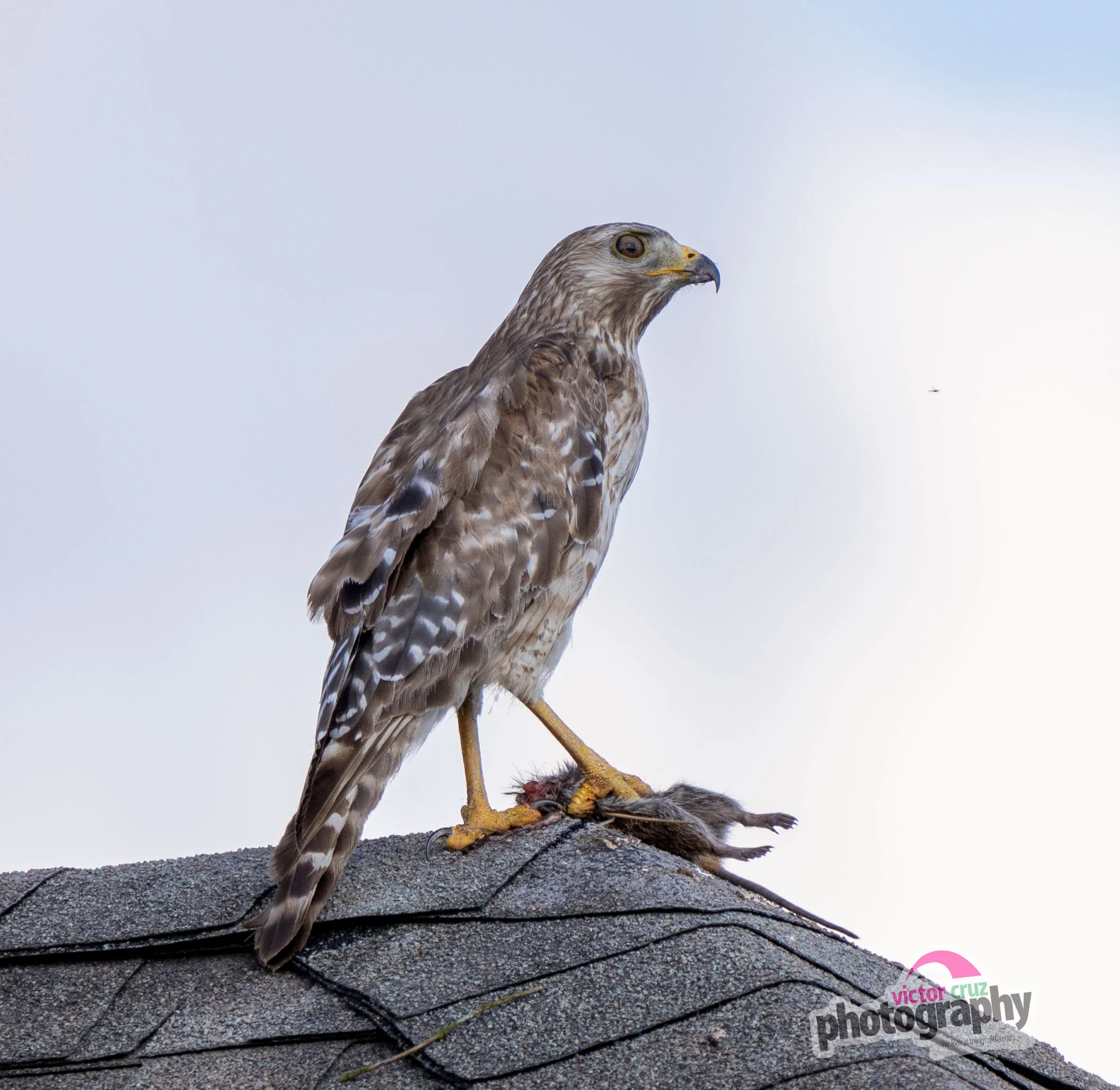 Broad-Winged Hawk